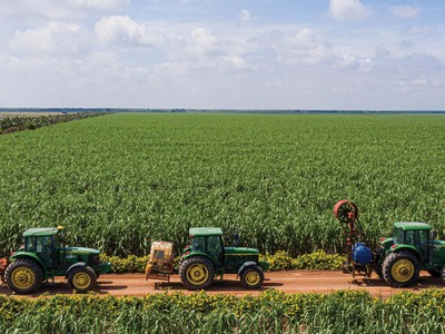 Nhiều doanh nghiệp đang mở rộng diện tích trồng mía