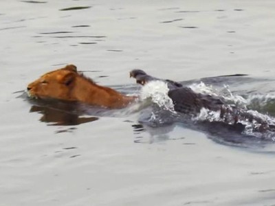 Liều lĩnh bơi qua sông, sư tử suýt trở thành bữa ăn cho cá sấu