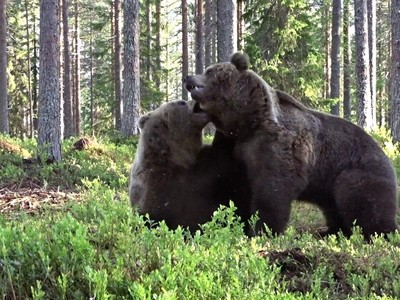 Trận ác chiến rung chuyển núi rừng của hai con gấu nâu to lớn