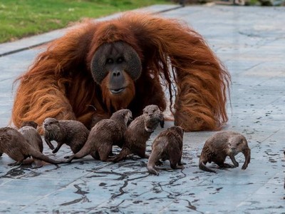 Rái cá làm bạn với đười ươi