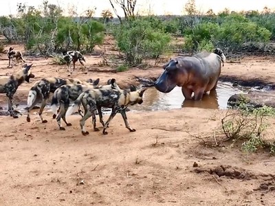 Đàn chó hoang ảo tưởng sức mạnh, thách thức cả loài động vật hoang dã "cục súc" nhất châu Phi