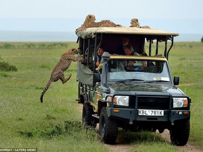 Một pha nhảy xe để làm quen với con người không thể ấn tượng hơn của đàn báo săn