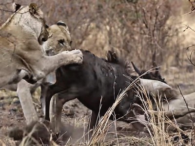 Nỗ lực không biết mệt mỏi, đấu tranh cho sự sống còn của linh dương đầu bò trước móng vuốt của bầy sư tử