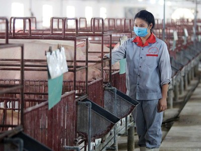 Ngành chăn nuôi đang khó khăn, nhưng kỳ vọng nhu cầu tiêu thụ sẽ phục hồi trong quý IV/2021.