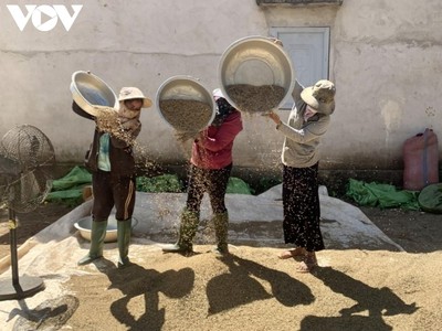 Người dân Đắk Lắk tích cực lao động sản xuất và tuân thủ nghiêm các quy định phòng dịch