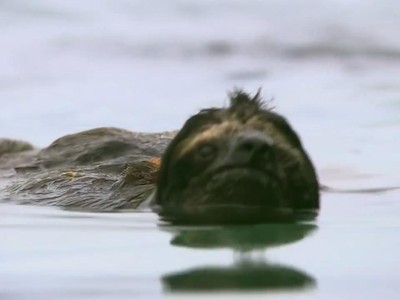 Loài động vật chậm chạp nhất trên thế giới nhưng lại có thể bơi cực nhanh