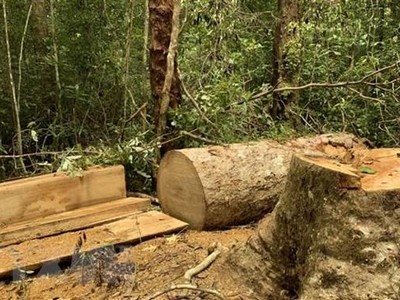 Hiện trường vụ cây gỗ bị cưa hạ tại lô 1, khoảnh 5, Tiểu khu 38 lâm phân do Ban quản lý Khu bảo tồn thiên nhiên Kon Chư Răng quản lý. (Ảnh: TTXVN phát).