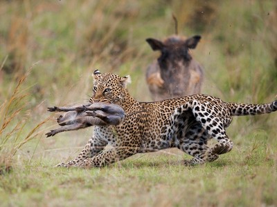 Khi sức mạnh tình thân lớn hơn nỗi sợ hãi phải đối diện với kẻ săn mồi quỷ quyệt nhất tự nhiên hoang dã