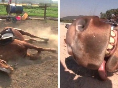 Chú ngựa mắc phải "căn bệnh lạ", cứ phải làm việc là lăn ra giả chết