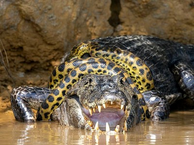 Đại chiến "long tranh hổ đấu" giữa trăn anaconda và cá sấu caiman