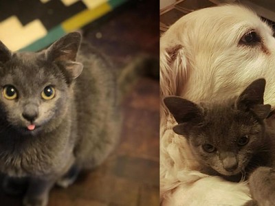 Chú mèo độc đáo có bốn cái tai, thích được chơi đùa cùng chó đang "tạo sóng" trên mạng xã hội