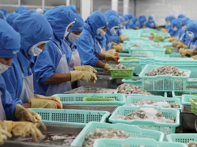 Các doanh nghiệp thủy sản đang hồi phục sản xuất.