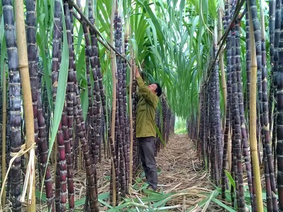 Một số doanh nghiệp có kế hoạch đẩy mạnh phát triển vùng nguyên liệu mía