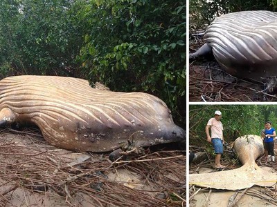 Kỳ án xác cá voi lưng gù hơn 10 tấn được tìm thấy trong rừng Amazon