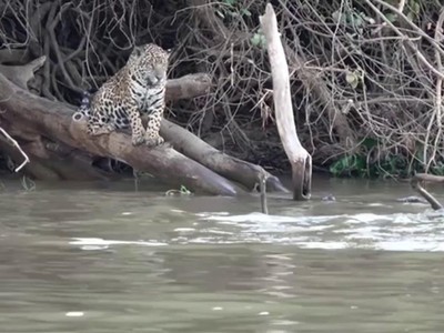 Báo đốm tưởng dễ dàng bắt nạt được rái cá thì bất ngờ bị "đánh úp"