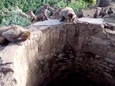 Dẹp qua ân oán, đàn khỉ góp phần cứu sống báo hoa mai một mạng