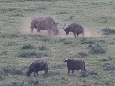 Không bao giờ lùi bước, trâu rừng thi triển "thiết đầu công" với đối thủ tê giác to gấp 3 lần
