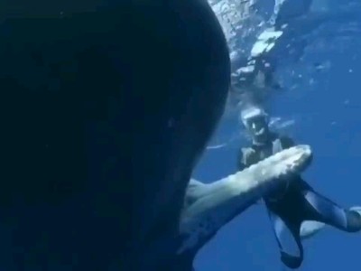 Loài động vật có bộ não và răng lớn nhất hành tinh tìm đến con người để nhờ giúp đỡ