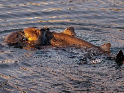 Khoảnh khắc cá mập lim dim trong vòng tay ấm áp của rái cá khiến những nhà khoa học hàng đầu cũng phải "bó tay" không thể giải thích