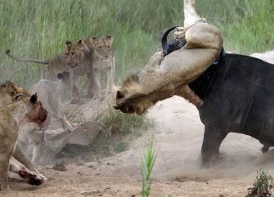 Chọn sai con mồi, sư tử phải trả một cái giá cực đắt