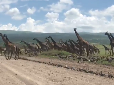 Cảnh tượng độc nhất vô nhị, một "binh đoàn" hươu cao cổ ùn ùn kéo nhau qua đường khiến giao thông bị tê liệt