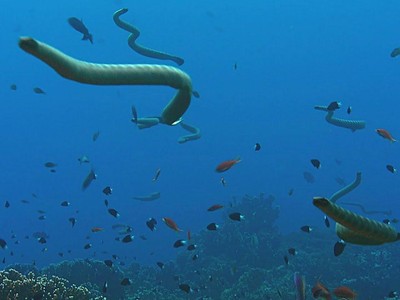 Nỗi kinh hoàng của các loài sinh vật biển: Loài rắn độc gấp 10 lần rắn đuôi chuông và săn mồi theo đàn