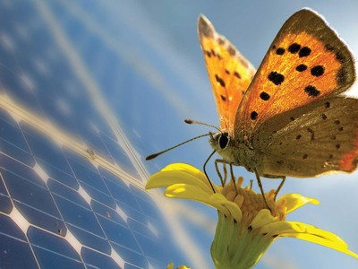 Cuộc đua của các công ty chứng khoán: Chưa biết mèo nào cắn mỉu nào