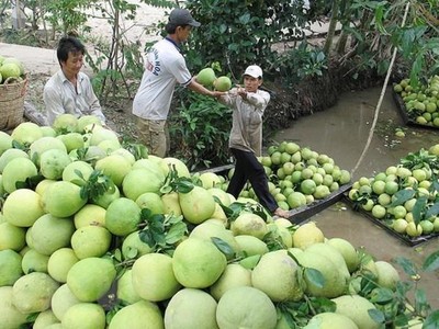 Nông dân thu hoạch bưởi. (Ảnh: Trung Hiếu/TTXVN).