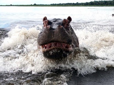 Vẻ mặt cực kỳ giận dữ của con hà mã mẹ.