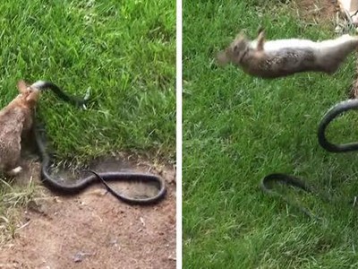 Thỏ mẹ dũng cảm biến buổi đi săn "hoàn hảo" của con rắn đen khổng lồ thành "thảm họa" 