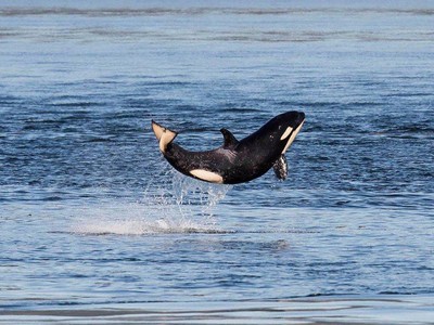 Hãy đón nhận nguồn năng lượng tích cực từ chú cá voi sát thủ "hạnh phúc nhất trên thế giới"