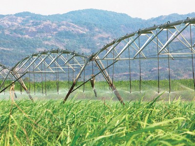 Các doanh nghiệp mía đường đang mở rộng vùng nguyên liệu.