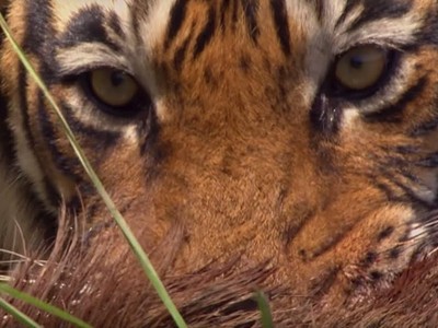 "Lúc tĩnh lặng như nước khi dữ dội như bão tố", hổ Bengal dũng mãnh đả bại heo rừng chỉ bằng một chiêu thức