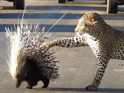 Cậy lớn bắt nạt bé, báo hoa mai "được" nhím dạy cho một bài học về cách hành xử