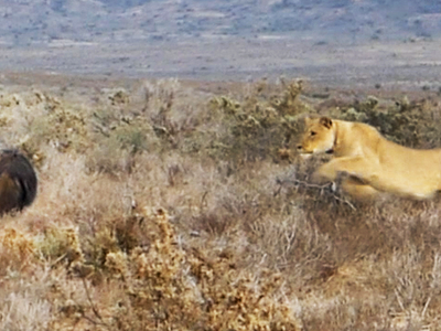 Sư tử săn linh cẩu