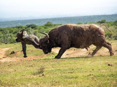 Voi con tự tin thái quá, thử thách sức mạnh của trâu rừng để rồi nhận cái kết không thể "đắng" hơn