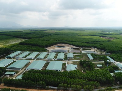 Sở hữu các trang trại tại khu vực phía Nam và Tây Nguyên, Nova Consumer sẽ sản xuất ra các sản phẩm trồng trọt và chăn nuôi truy xuất được nguồn gốc. (Ảnh trang trại chăn nuôi thuộc Nova Consumer tại Hàm Tân, Bình Thuận).