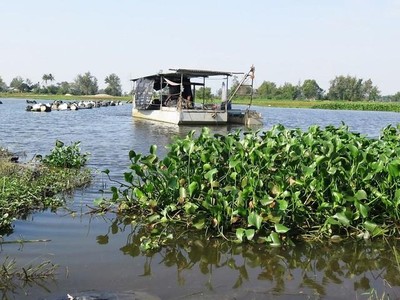 Dự án khơi thông sông Cổ Cò đang được TP. Đà Nẵng và tỉnh Quảng Nam đẩy nhanh tiến độ.