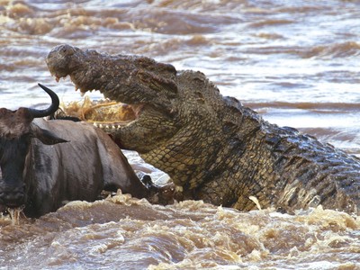 Cá sấu sông Nin khổng lồ - nỗi ác mộng của hàng triệu con linh dương đầu bò trong mùa di cư