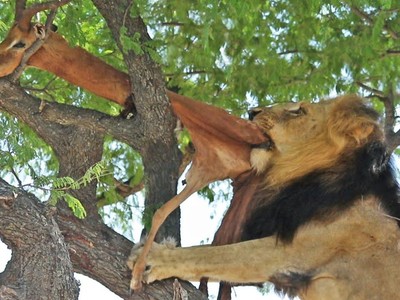 Phải trèo lên tận ngọn cây cao để kiếm thức ăn, sư tử đực "kiêu hãnh" vẫn bị cướp như thường