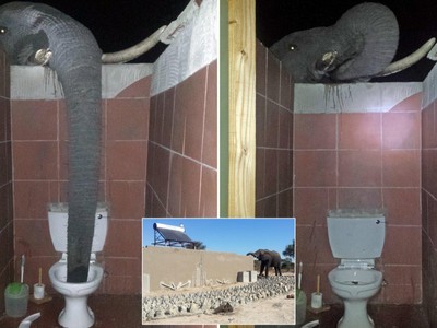 Du khách gặp tình huống dở khóc dở cười với voi rừng ở nhà vệ sinh