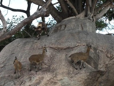 Bí quyết gì có thể khiến bầy linh dương "dửng dưng" trước sự săn đuổi của đàn chó hoang