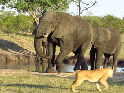 Không thèm nể mặt "chúa tể rừng xanh", loài động vật to lớn đuổi sư tử phải chạy "mất cả dép"