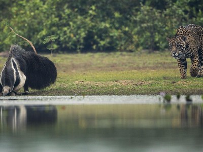 Màn săn mồi gây rối trí người xem nhất từ trước đến nay của "thợ săn" báo đốm
