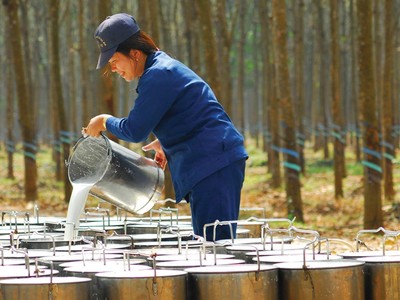 Giá mủ cao su đang tăng mạnh so với đầu năm.