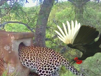 Màn "trộm long tráo phụng" cực kỳ uyển chuyển của con báo hoa mai ranh ma