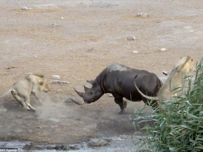 Một mình tê giác "tả xung hữu đột" giữa đàn sư tử