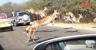 Linh dương chạy như bay, nhảy cả vào xe của khách du lịch do bị báo săn đuổi