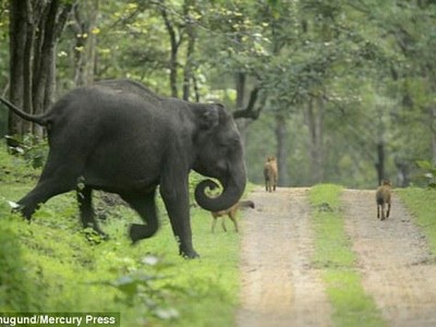 Bảo vệ con nhỏ, một mình voi mẹ "quần thảo" giữa bầy sói lửa hung tợn