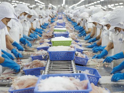 Cổ phiếu thủy sản ngược dòng